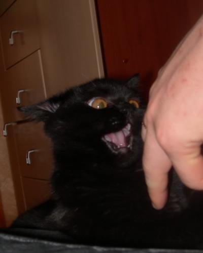post-29-0-99817700-1430733091_thumb.jpg