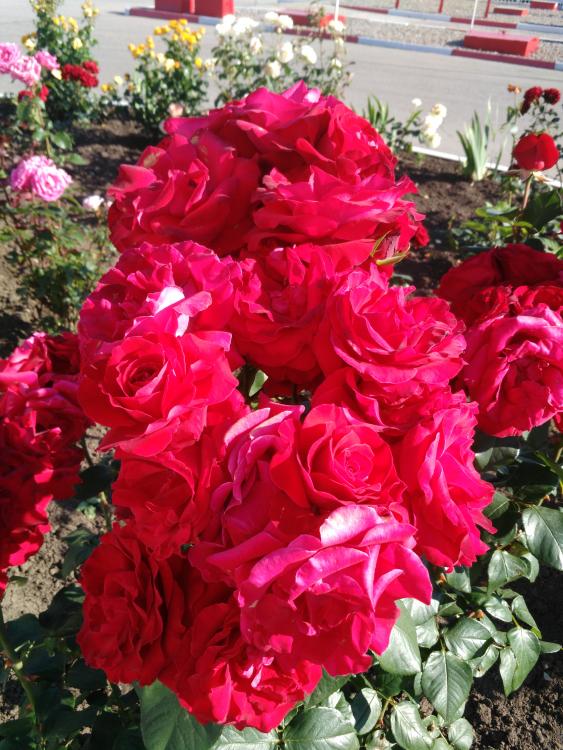 IMG_20160612_172252.jpg