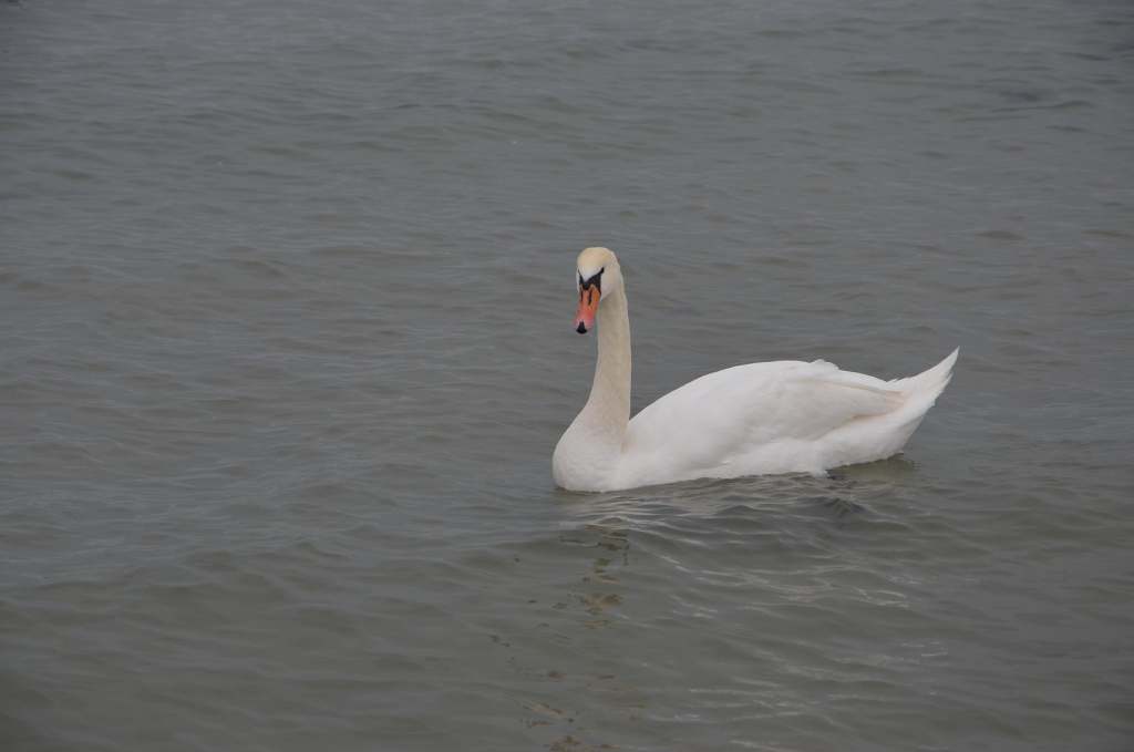 DSC_0719.JPG