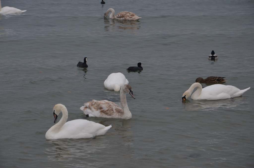 DSC_0720.JPG