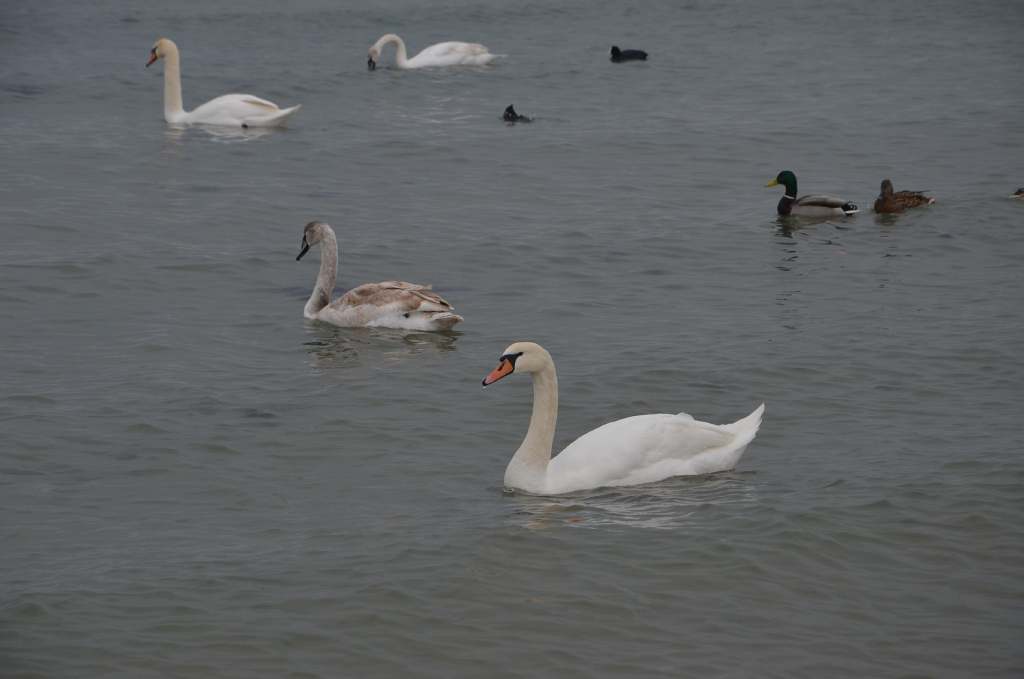 DSC_0723.JPG