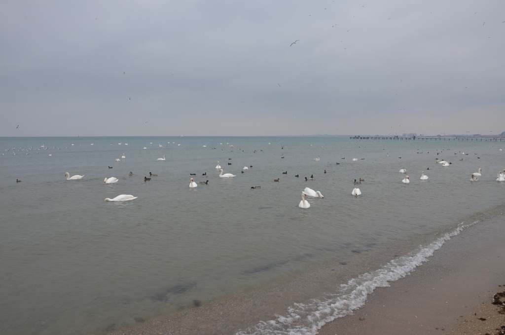 DSC_0726.JPG