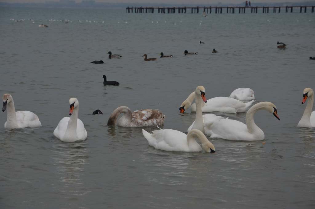 DSC_0733.JPG