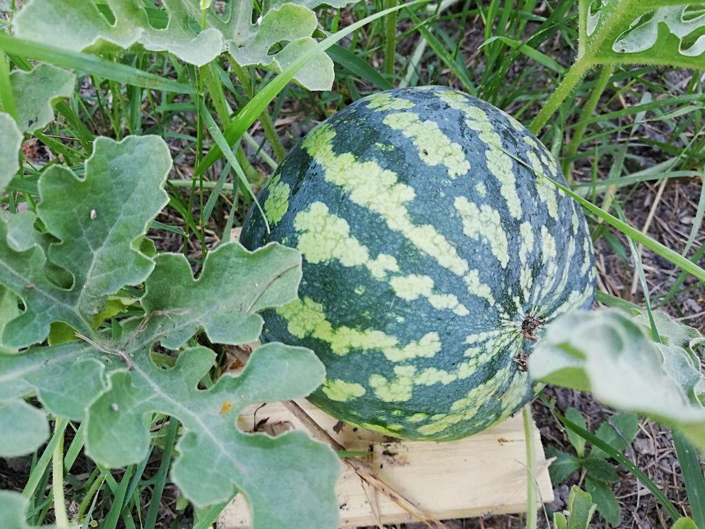 IMG_20180704_174331.jpg