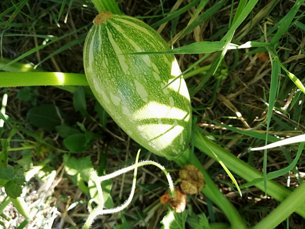 IMG_20180704_174726.jpg