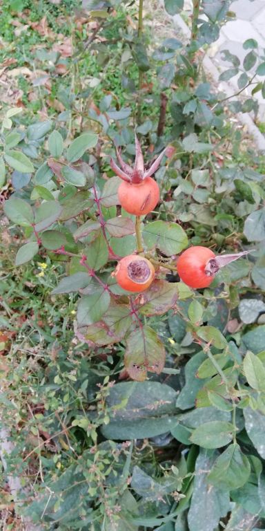 imgonline-com-ua-Compressed-FkhCXRi8fUhXod.jpg.b7144229217f82ff52747170da1d0fec.jpg