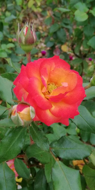 imgonline-com-ua-Compressed-UXtPuQuBrkboOQh.jpg.8b04f435077e9a5ebdd9491c45bee828.jpg