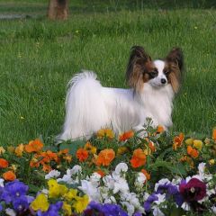 Inessa