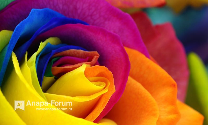 22370459_rose-flower-colorful-petals(1).jpg.5e8fdc42e100d75218f914bebea75a37.jpg