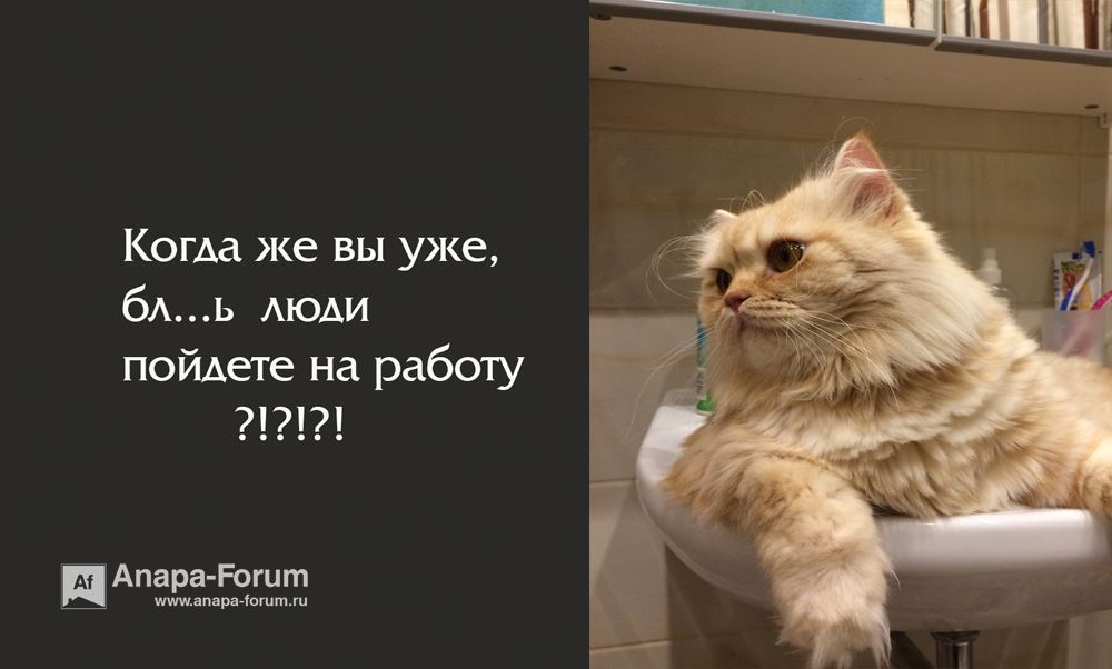 кот.jpg