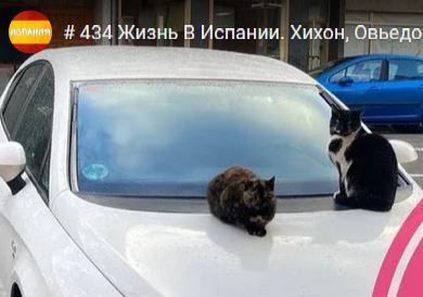 кошки.JPG
