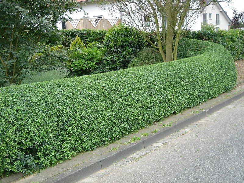 Hecke_Liguster_hc.JPG.60b2637fd69fd8320828e648fee16685.JPG